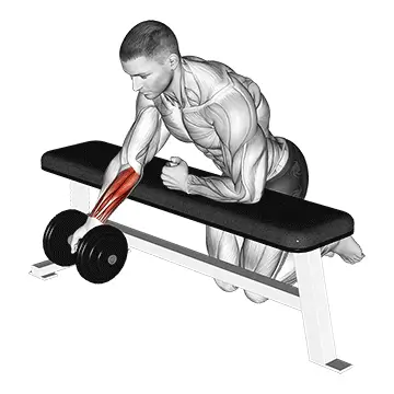 One Arm Dumbbell Forearm Curl